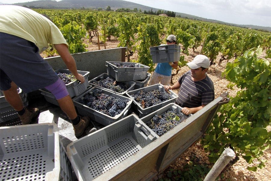 Go to Binissalem in Mallorca - discover the wine of Mallorca. Palmallorca.com - Your Mallorca Community