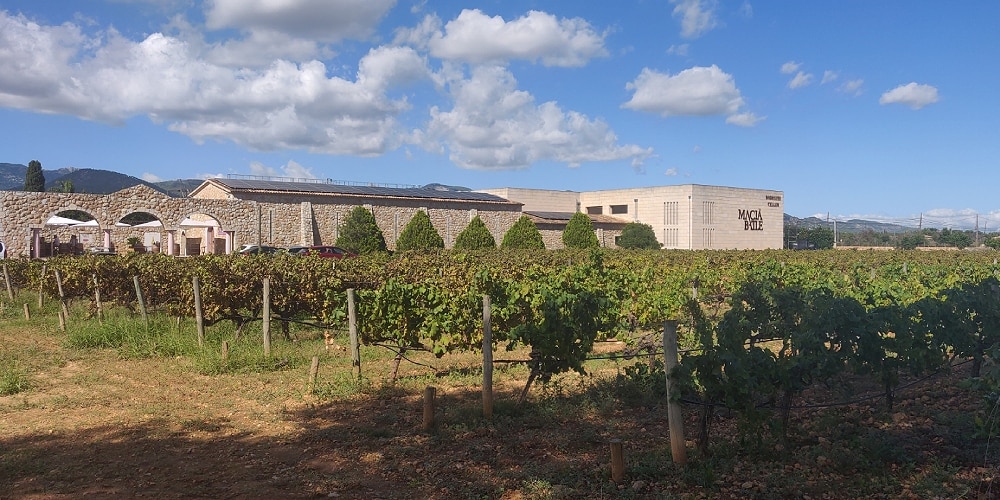 Wine tasting in Mallorca - Palmallorca.com - Palma & Mallorca Community