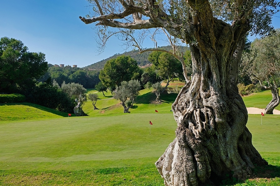 Discover the best golf courses in Palma - best golf courses in Mallorca. Palmallorca.com - Palma & Mallorca Community