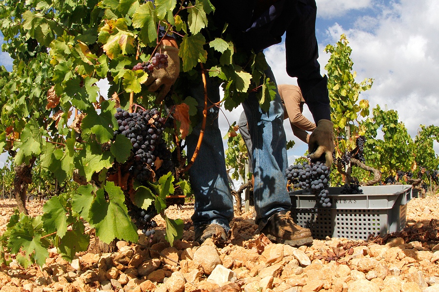 5 best Mallorcan wine beginners must try. Palmallorca.com - Mallorca Community