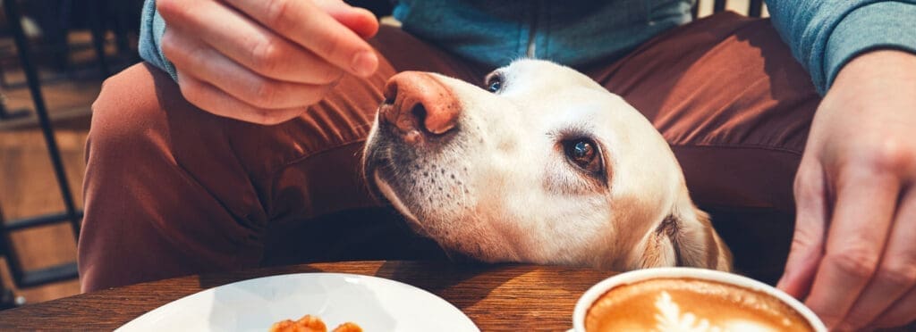 Dogs in restaurants and hotels - Palmallorca