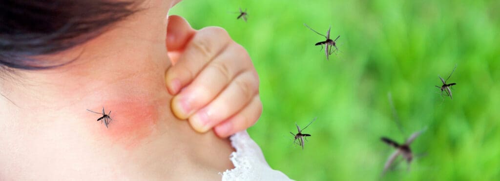 Mosquitoes in Mallorca. What You Need to Know - Palmallorca